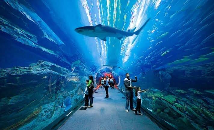 Dubai Mall Aquarium + Penguin Cove